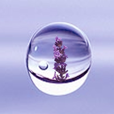 Lavender sprig in a drop of lavender floral water